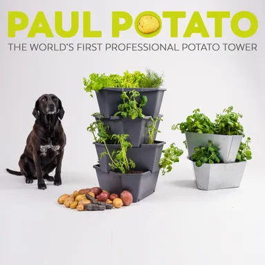 PAUL POTATO　トップバナー