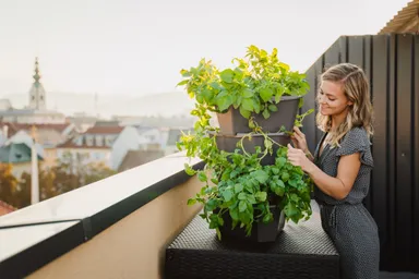 PAUL POTATO　トップバナー2