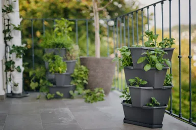 PAUL POTATO　風景