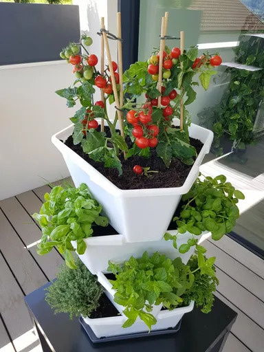 PAUL POTATO　じゃがいも以外植え付け