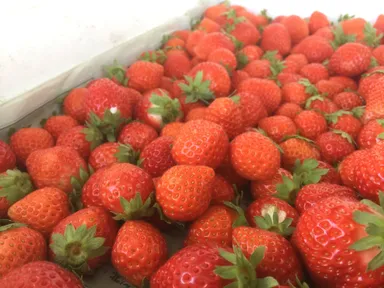 浦河町は全国有数の夏いちごの産地。現場を知り尽くしたセールス・プロモーションの専門家への道も切り開けます。