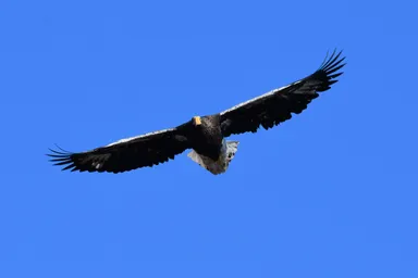 国の天然記念物であるオオワシ・オジロワシを始めとした野鳥の聖地でもある浦河町。アウトドアガイドや自然教育ビジネスの立ち上げにも挑戦できます。