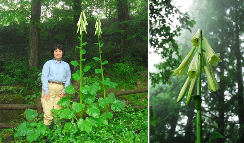 【六甲高山植物園】開園87年で初開花！
巨大なヒマラヤウバユリが咲きました！