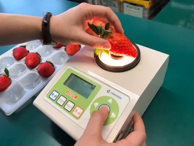 CD-T100イチゴ測定
