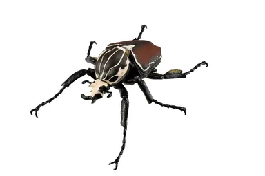 C賞：ゴライアスオオツノハナムグリフィギュア(1)