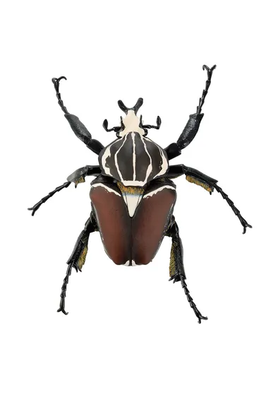 C賞：ゴライアスオオツノハナムグリフィギュア(2)