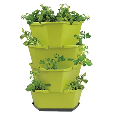 PAUL POTATO4段グリーン