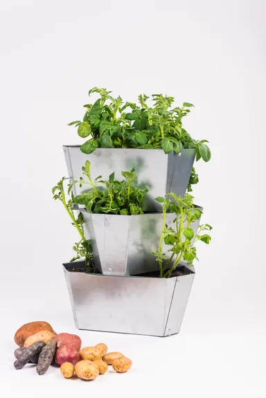 PAUL POTATOスチール3段