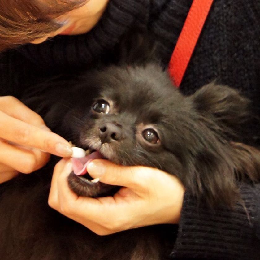 愛犬の歯磨き、必要だけどできてない飼い主が半数以上！？
ドッグトレーナーによるオーラルケアセミナー開催