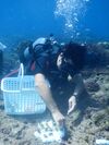 ポストコロナ対策と持続可能な海洋環境の形成　沖縄県宜野湾市が海中清掃及びサンゴの保全事業開始　ダイビング・マリンアクティビティ事業者と連携