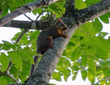 天然のリスを見つけよう