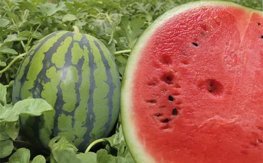 ［鳥取県北栄町産］すいか