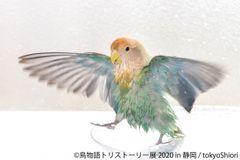 野鳥やインコ、幻の鳥の“躍動感＆ナチュラル”な瞬間をとらえた「鳥物語トリストーリー展 2020」が静岡パルコで開催！