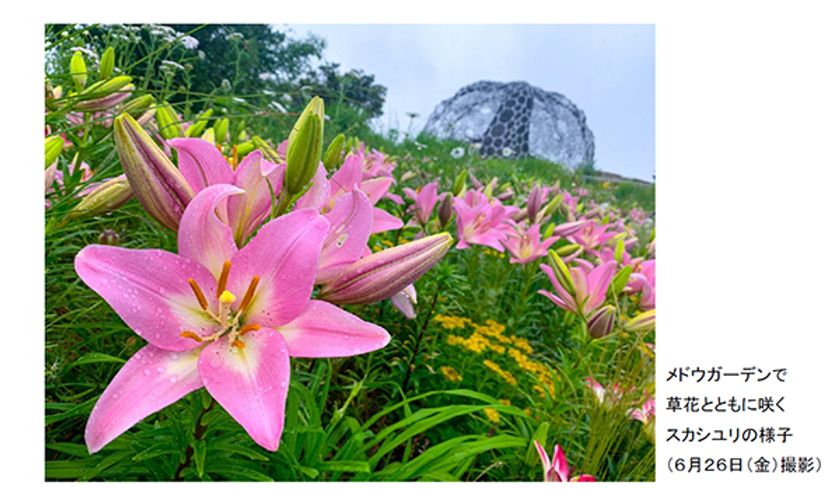 六甲ガーデンテラスの「自然体感展望台 六甲枝垂れ」に
ピンクのユリに包まれた期間限定の新フォトスポット登場！
