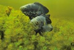 魚