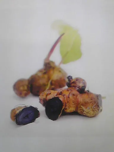 黒ウコン(黒ショウガ)