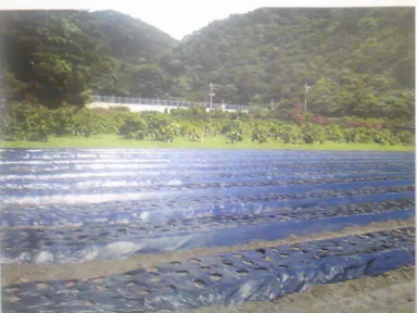 JAS認定栽培農地