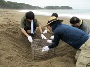 【活動の様子】大阪工場のアカウミガメ保護活動