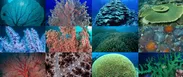 世界中で撮影された様々なサンゴの表情を一挙収録
