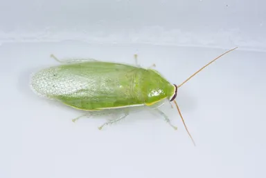 グリーンバナナゴキブリ