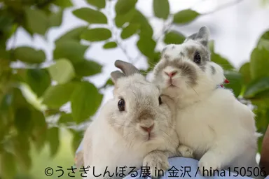 うさぎしんぼる展　展示作品3