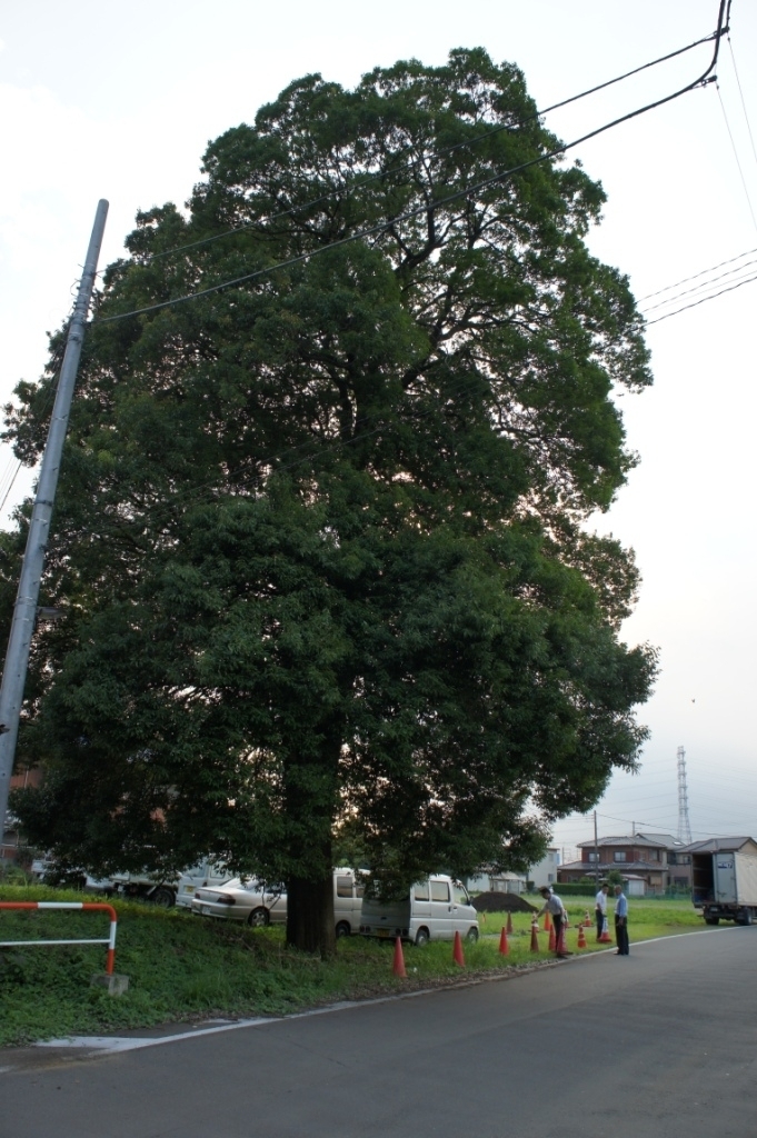 株式会社ボスケ 樹齢100年以上に及ぶ大木の移植作業の祈願祭を敢行 株式会社ボスケのプレスリリース