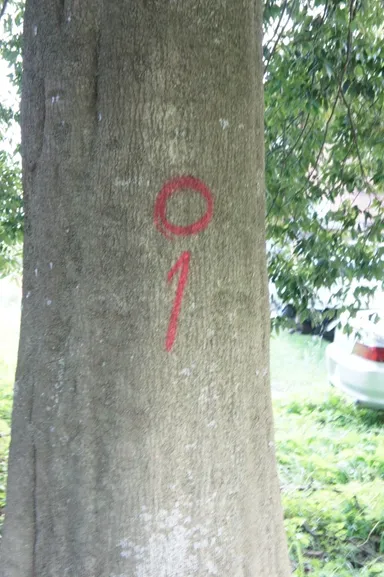 伐採のために書かれた印