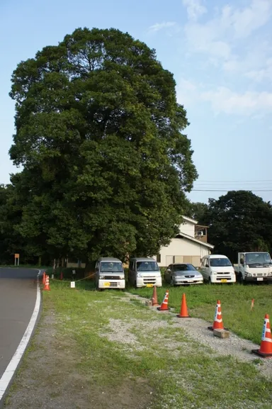 樹齢100年を越える白樫の木(2)