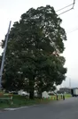 樹齢100年を越える白樫の木(1)
