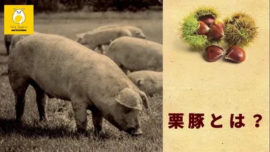 栗豚とは