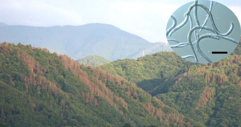 明治大学農学部　新屋専任講師らの研究グループが
マツノザイセンチュウの巧妙な寄生戦略の一端を解明
～マツ枯れ防除法の開発へ新たな道筋〜