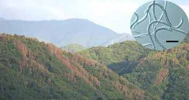 図1. マツ材線虫病（マツ枯れ）で枯死したマツの様子と病原体マツノザイセンチュウ（右上）。スケールバーは100 μm。