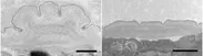 図2. マツ細胞食ステージの発達した側翼（左）と菌食ステージの滑らかな側翼（右）の電子顕微鏡像。スケールバーは500 nm。