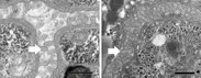 図4. マツ細胞食ステージの萎縮した腸微絨毛（左）と菌食ステージの発達した腸微絨毛（右）の電子顕微鏡像。白い矢印は腸微絨毛のひとつを示している。スケールバーは500 nm。