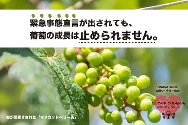 実が間引きされたマスカットベリーA