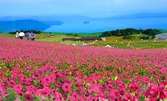 箱館山ゆり園は『びわこ箱館山』へ名称を改め、7月18日(土)よりペチュニアやコキアの花畑を中心にリニューアルオープン！
