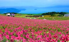 箱館山ゆり園は『びわこ箱館山』へ名称を改め、7月18日(土)よりペチュニアやコキアの花畑を中心にリニューアルオープン！