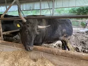 「大和牛」の牛舎