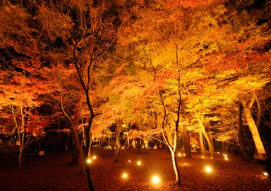 月の石もみじ公園　イメージ