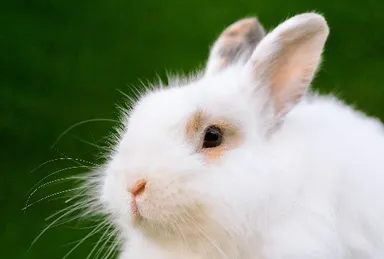 アンゴラウサギ
