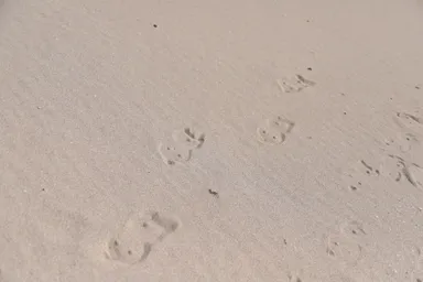 にゃらげたimg06