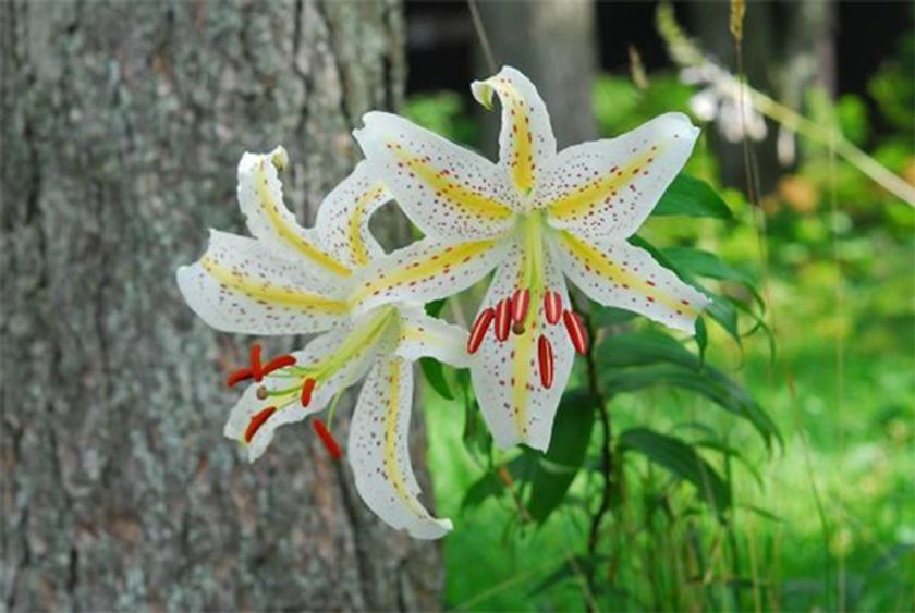 六甲高山植物園 世界中で人気の日本固有種
ユリの女王 ヤマユリが見頃です！