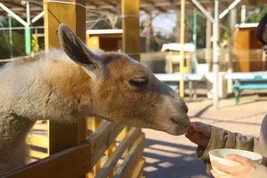 宝登山小動物公園ラマ