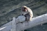 宝登山小動物公園サル