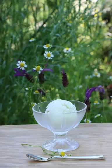 ジェラート‘カモミール ミルク’