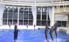 アクアワールド茨城県大洗水族館　初開催！大洗町の酒蔵が提供するお酒と地産フードと共に、夜の水族館を特別大公開！！『宴夜(えんや)』～ 大人のためのナイトアクアリウム ～