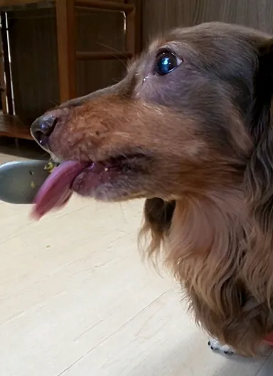 食べている様子