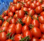 イタリアトマト品種「女神のルージュ」