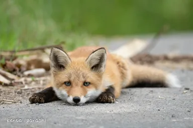 キタキツネの子供(五十嵐健太)