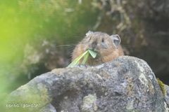 ナキウサギ(五十嵐健太)